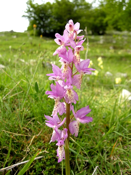 Orchis colemanii - variazioni cromatiche